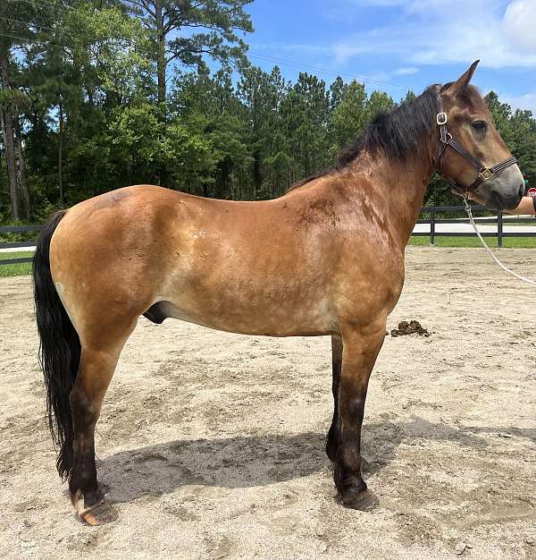 buckskin-morgan-gelding