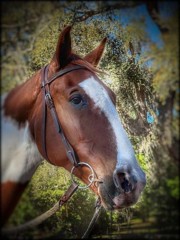 allergies-tennessee-walking-horse