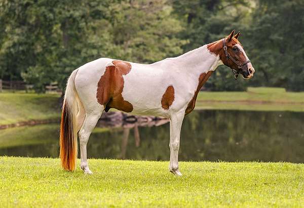 long-stride-tennessee-walking-horse