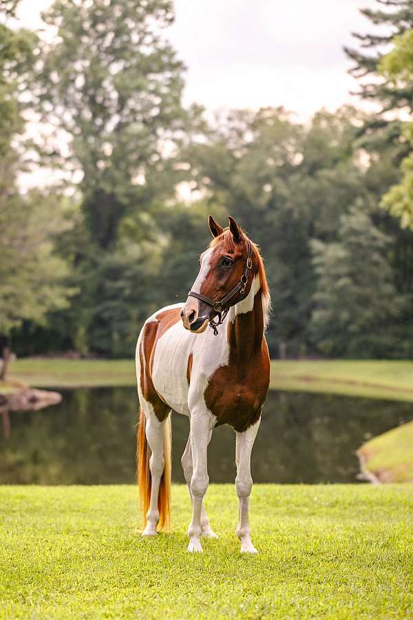 southeast-tennessee-walking-horse