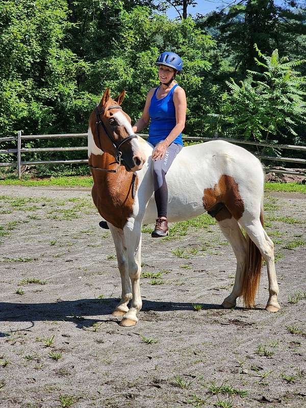 toby-tennessee-walking-horse