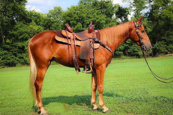 all-around-kentucky-mountain-horse