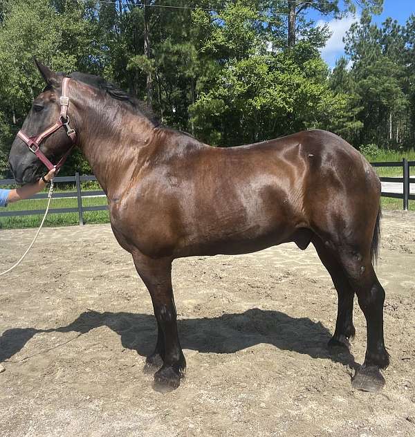 black-percheron-gelding