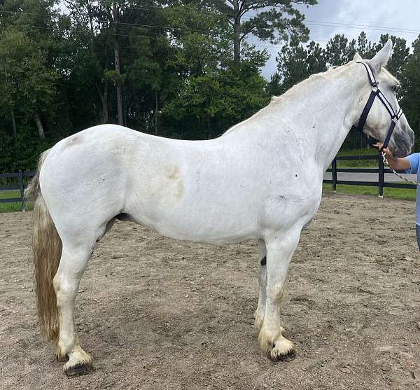 grey-percheron-mare