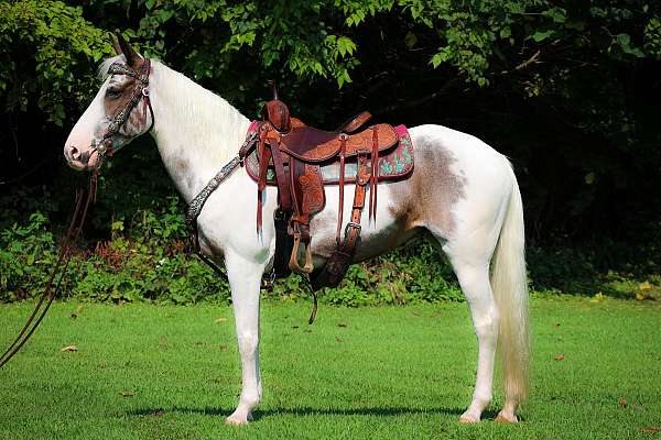 yout-spotted-saddle-horse