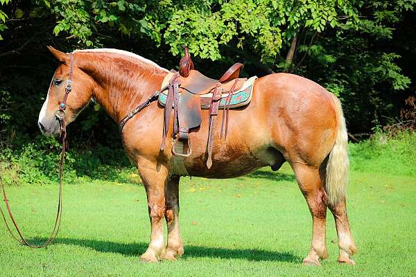 all-around-belgian-horse