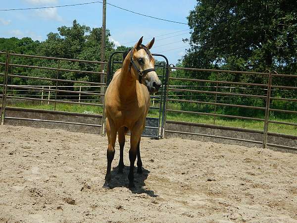 buckskin-yearling-horse