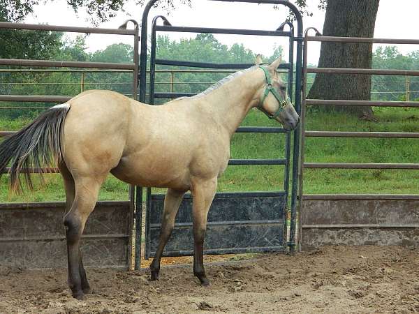 buckskin-mare-filly