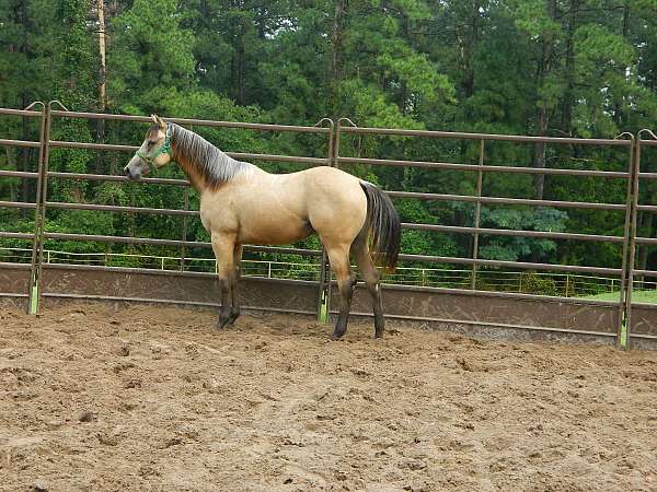 buckskin-yearling-filly