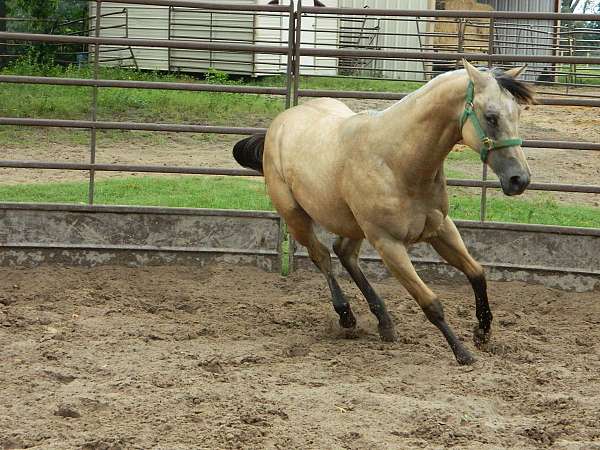 excellent-condition-filly