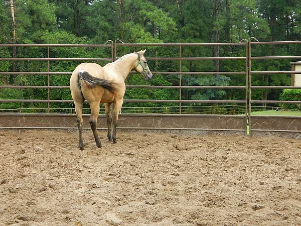 yearling-mare-filly