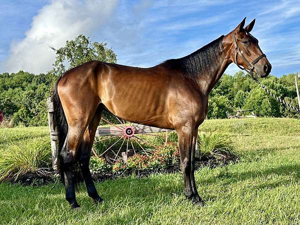 bay-standardbred-mare