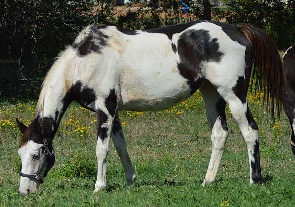 black-flashy-overo-horse