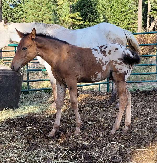 athletic-halter-appaloosa-horse