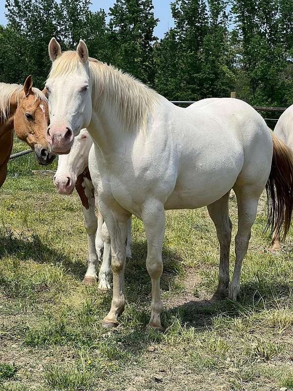 all-around-quarter-horse