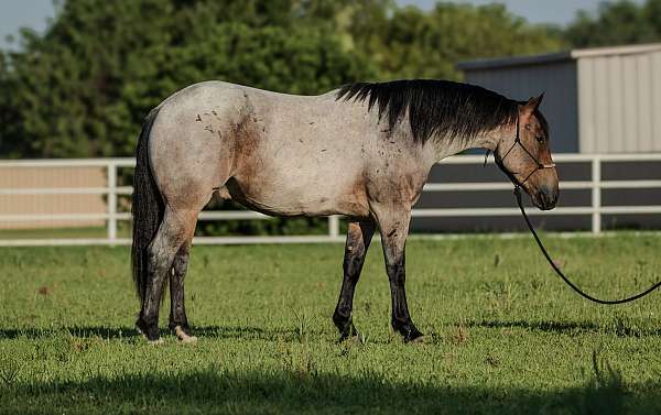 bay-roan-calf-roping-pony