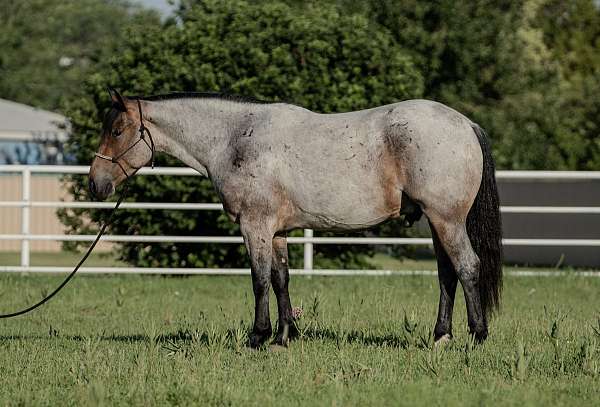 bay-roan-draft-pony