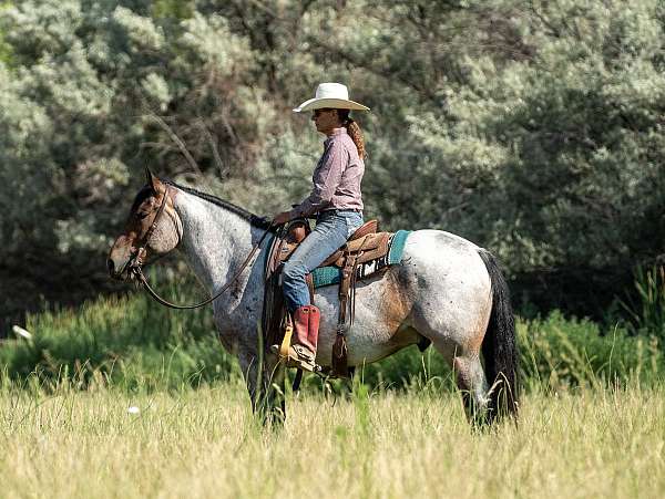 ranch-versatility-draft-pony