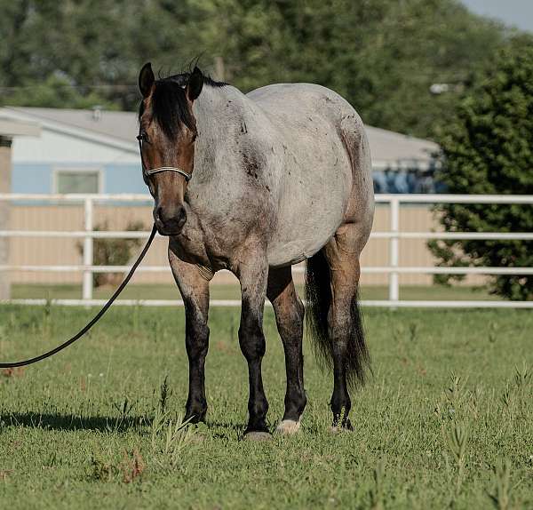 all-around-draft-pony