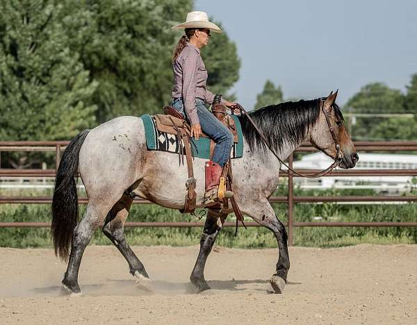 calf-roping-draft-pony