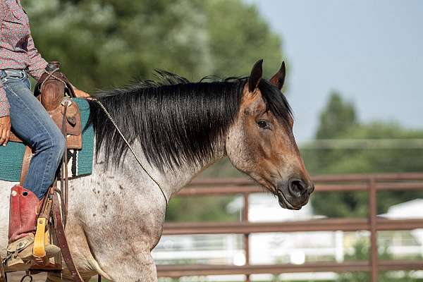 husband-safe-draft-pony