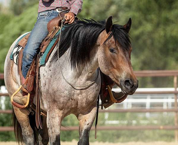 ranch-work-draft-pony