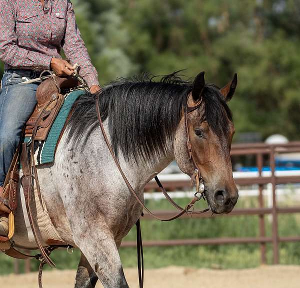 trail-riding-draft-pony