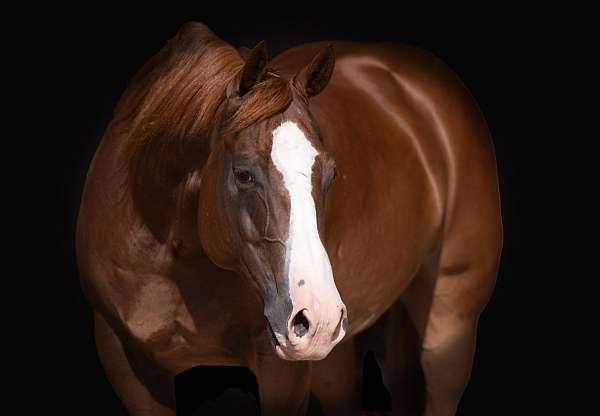 athletic-quarter-horse