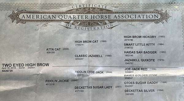 athletic-quarter-horse