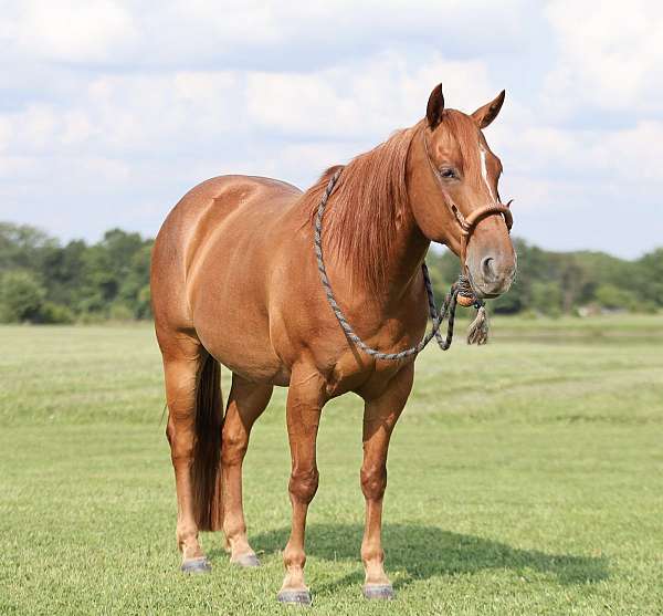 calf-roping-quarter-horse