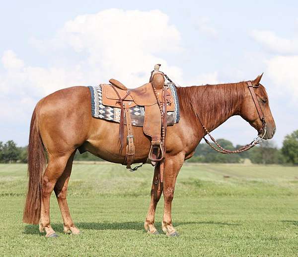 husband-safe-quarter-horse