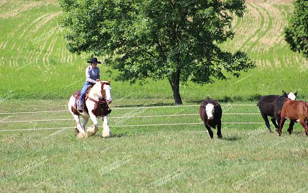 athletic-gypsy-vanner-horse