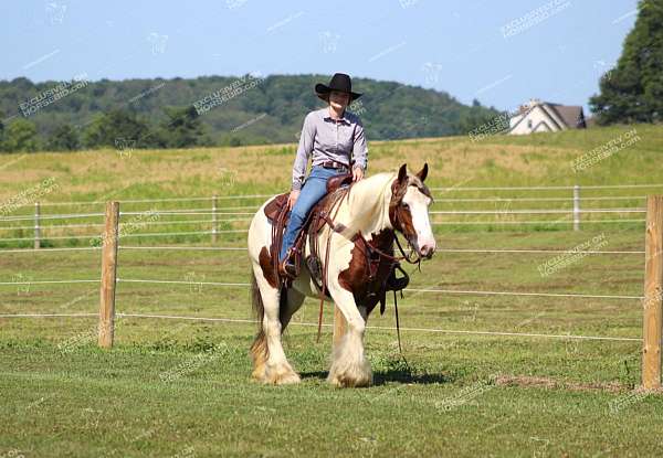 flashy-gypsy-vanner-horse