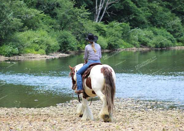 kid-safe-gypsy-vanner-horse