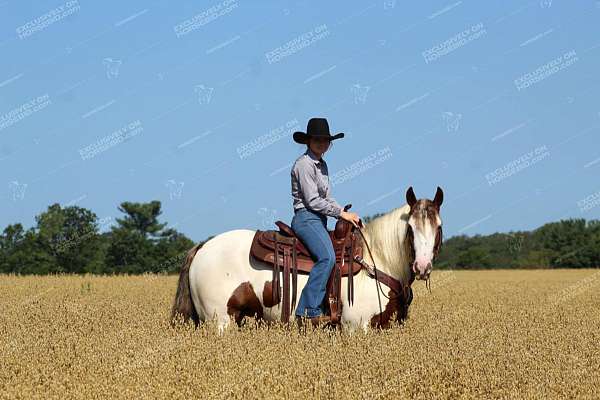 parade-gypsy-vanner-horse