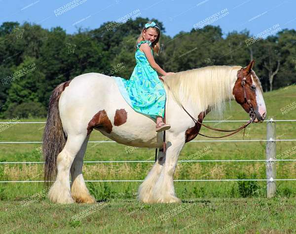 buys-gypsy-vanner-horse