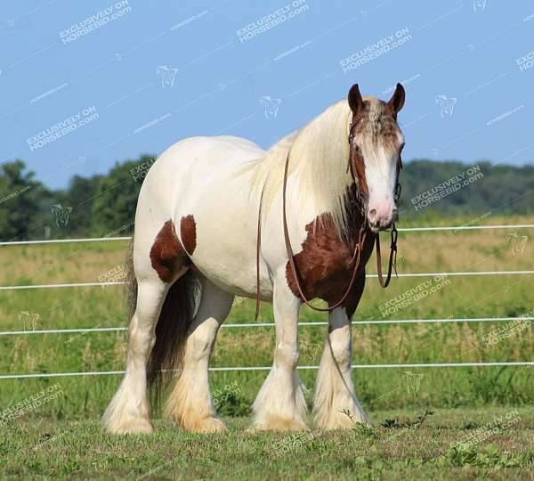 circles-gypsy-vanner-horse