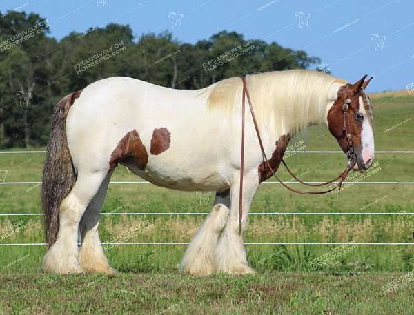 great-broodmare-gypsy-vanner-horse