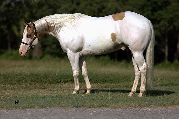 athletic-paint-horse