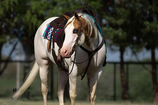 ranch-versatility-paint-horse