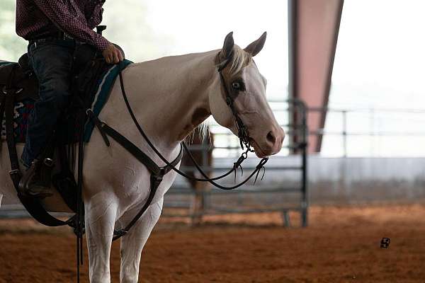 ranch-work-paint-horse