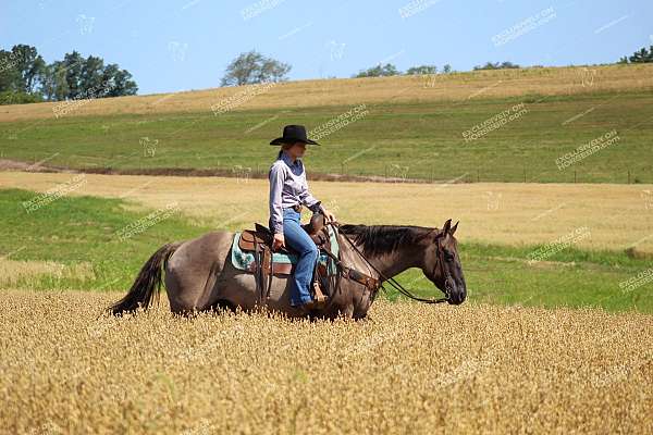 flashy-quarter-horse