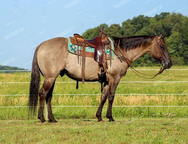 parade-quarter-horse