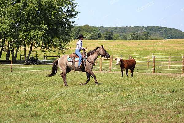 ranch-quarter-horse