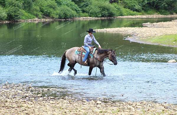 ranch-work-quarter-horse