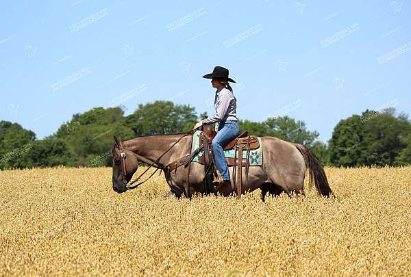 roping-quarter-horse