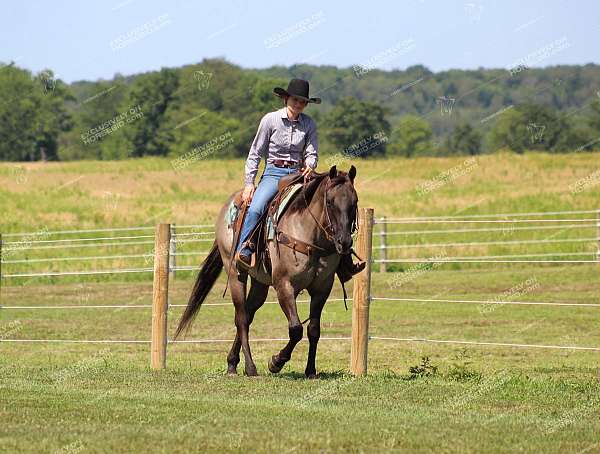 show-quarter-horse