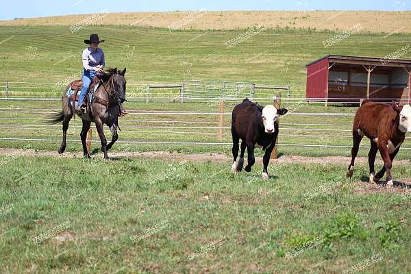 trail-quarter-horse