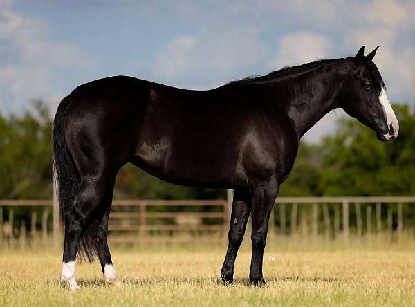 breeding-quarter-horse