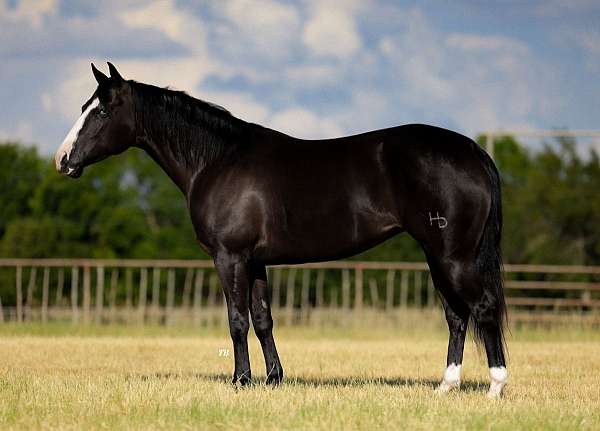 calf-roping-quarter-horse